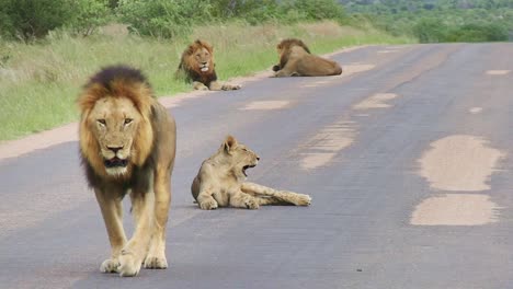 majestic alpha male lion fearless predator walking menacingly with lioness