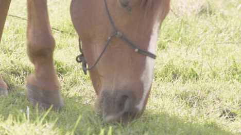 Chestnut-horse-grazing-in-field