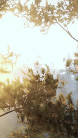 sunlight filtering through foggy pine trees in a forest