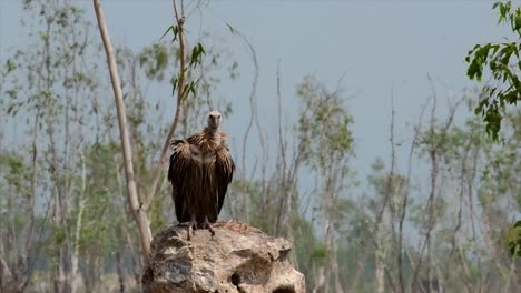 El-Buitre-Leonado-Del-Himalaya-Está-Casi-Amenazado-Debido-A-La-Fuente-De-Alimento-Tóxico-Y-La-Pérdida-De-Hábitat