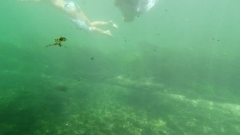 paisaje de primavera de río de lago de agua dulce submarino con reflejos de hierba y algas y rayos de sol piernas de nadadores y snorkeling en florida ichetucknee río peces y caimanes-1
