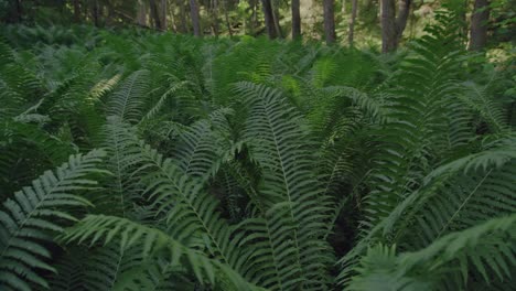 lush vibrant green ferns growing on the forest floor