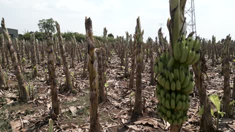 damaged banana plantation