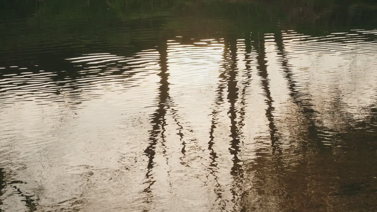 Soft ripples on water reflecting tall trees in warm natural light