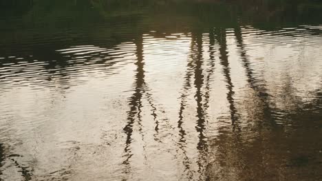 soft ripples on water reflecting tall trees in warm natural light