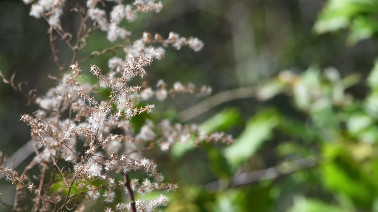 Goldenrod plants blowing in light breeze during Florida winter