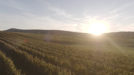 Sonnenaufgang-über-Einem-Weinberg