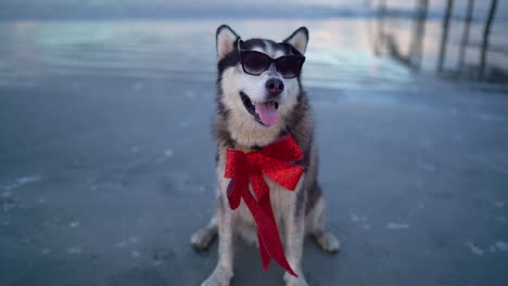 happy husky dog with sun glasses and a red bow on the beach