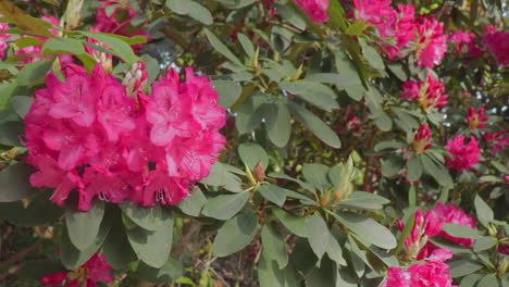 Gruppe-Rosa-Blumen-In-Der-Sonne