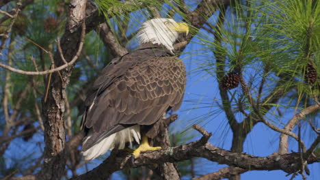 águila-Calva-Mirando-En-Un-Pino-Con-Una-Luz-Agradable