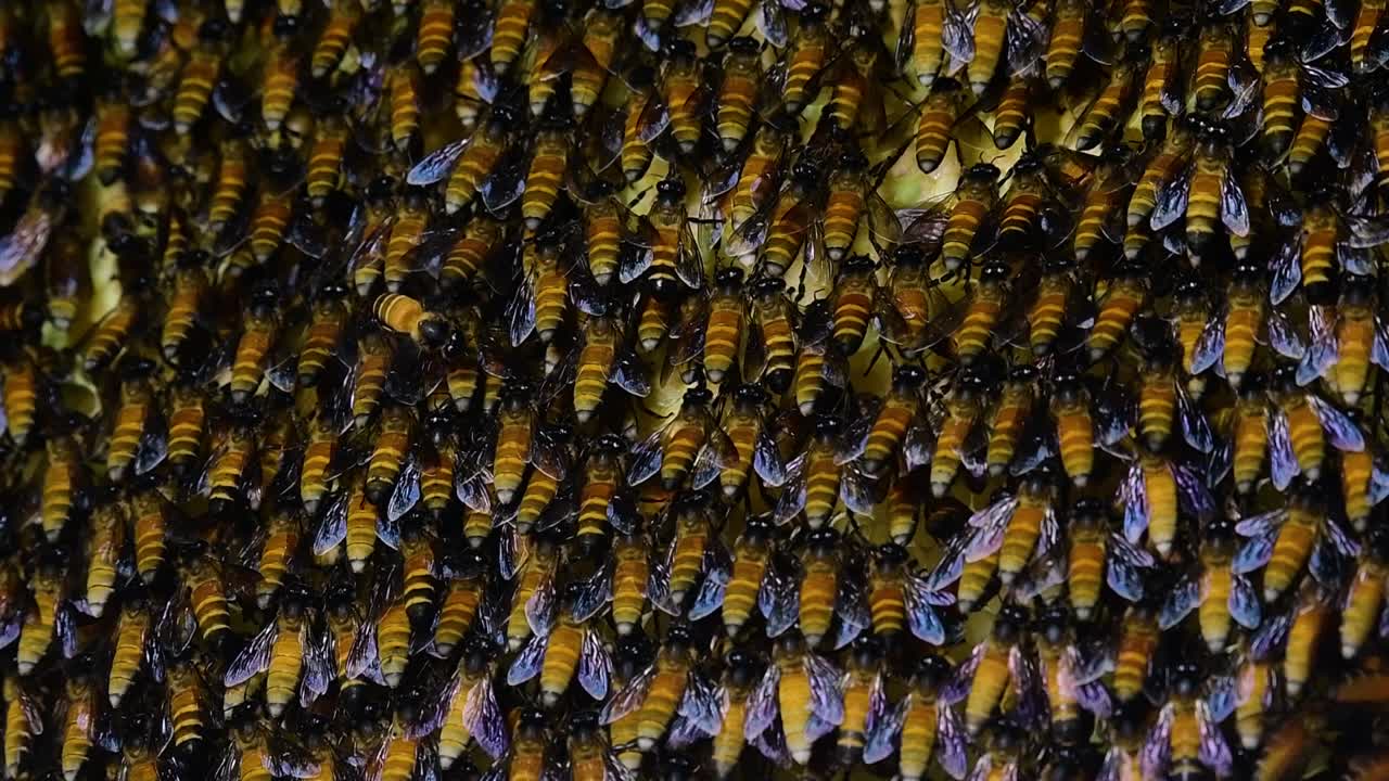 se sabe que las abejas melíferas gigantes construyen grandes colonias de nidos con bolsillos simétricos hechos de cera para almacenar miel como fuente de alimento.