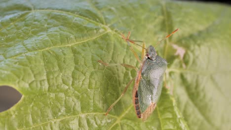 a green stink beetle cleans its antennae on a vine leaf