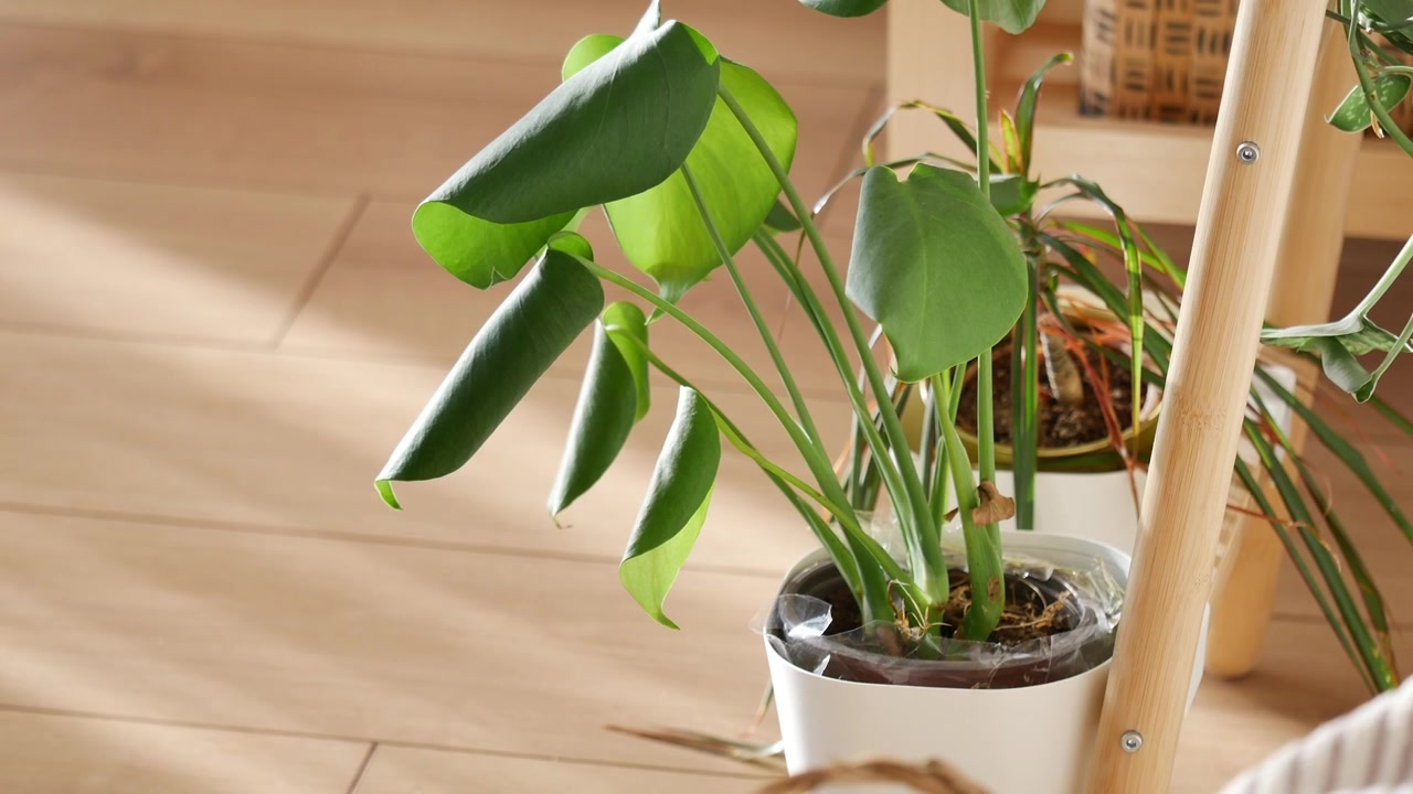 Pianta di Monstera in vaso in un luminoso soggiorno