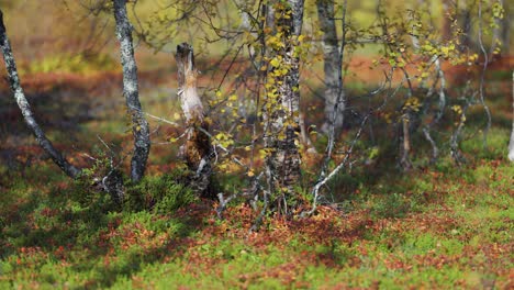 Verdrehte-Birken-In-Der-Norwegischen-Tundra