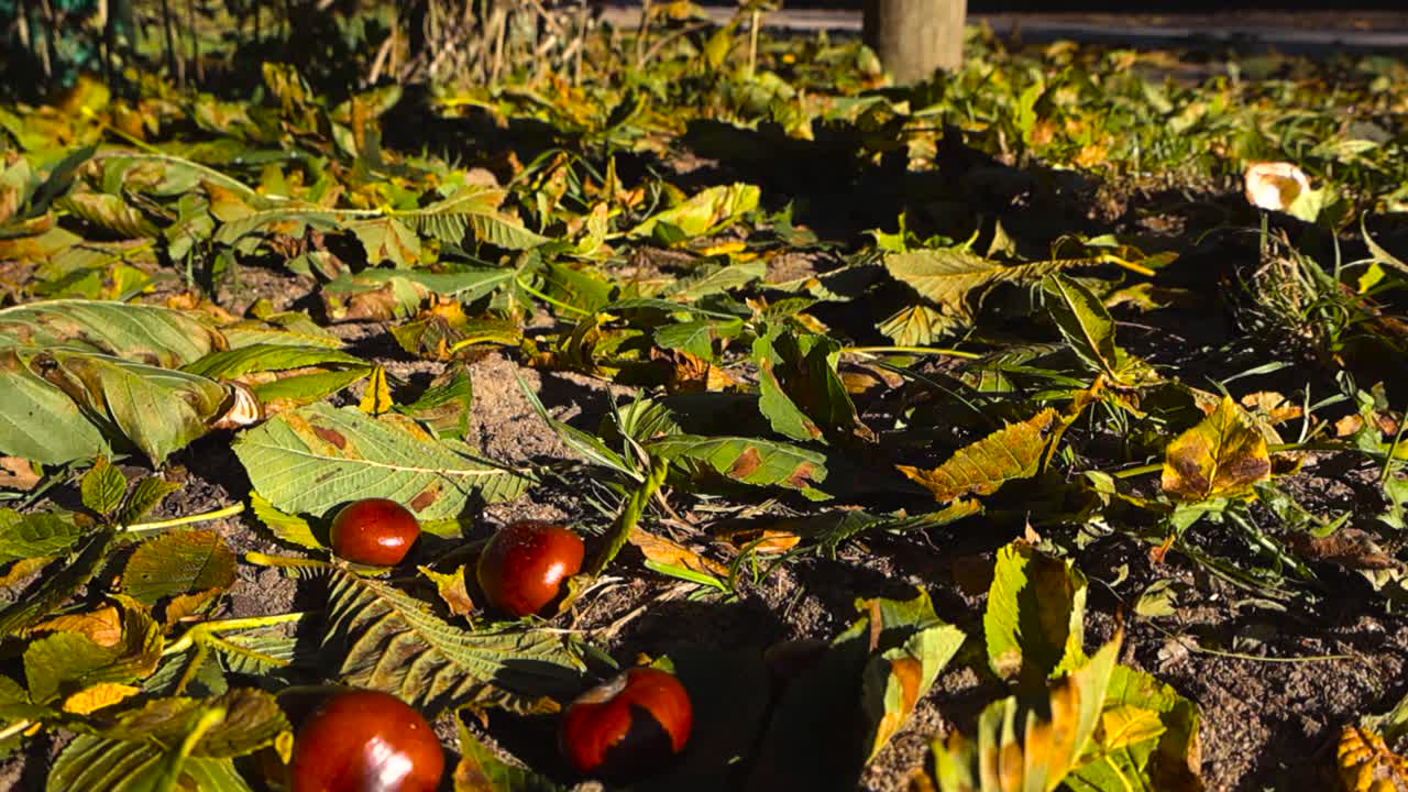 Close up view of golden dark brown chestnuts falling down on golden yellow and orange autumn tree leaves during a sunny day with bokeh blurry background and shallow depth of field. Mud, dirt visible