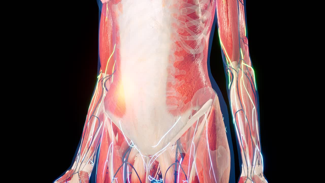 animación 3d anatómica del cuerpo femenino. estructura muscular y vascular debajo de la piel. anatomía del pecho.