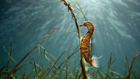 sea horse camouflaged in sea grass