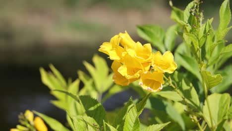 yellow blossoms swaying in a light breeze