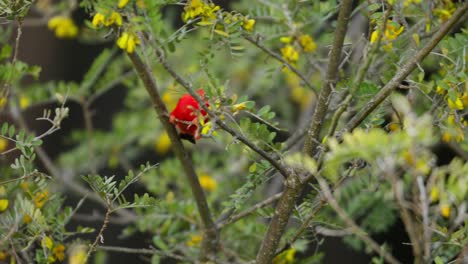 un vibrante crepúsculo rojo hawaiano se encuentra entre ramas verdes exuberantes con flores amarillas