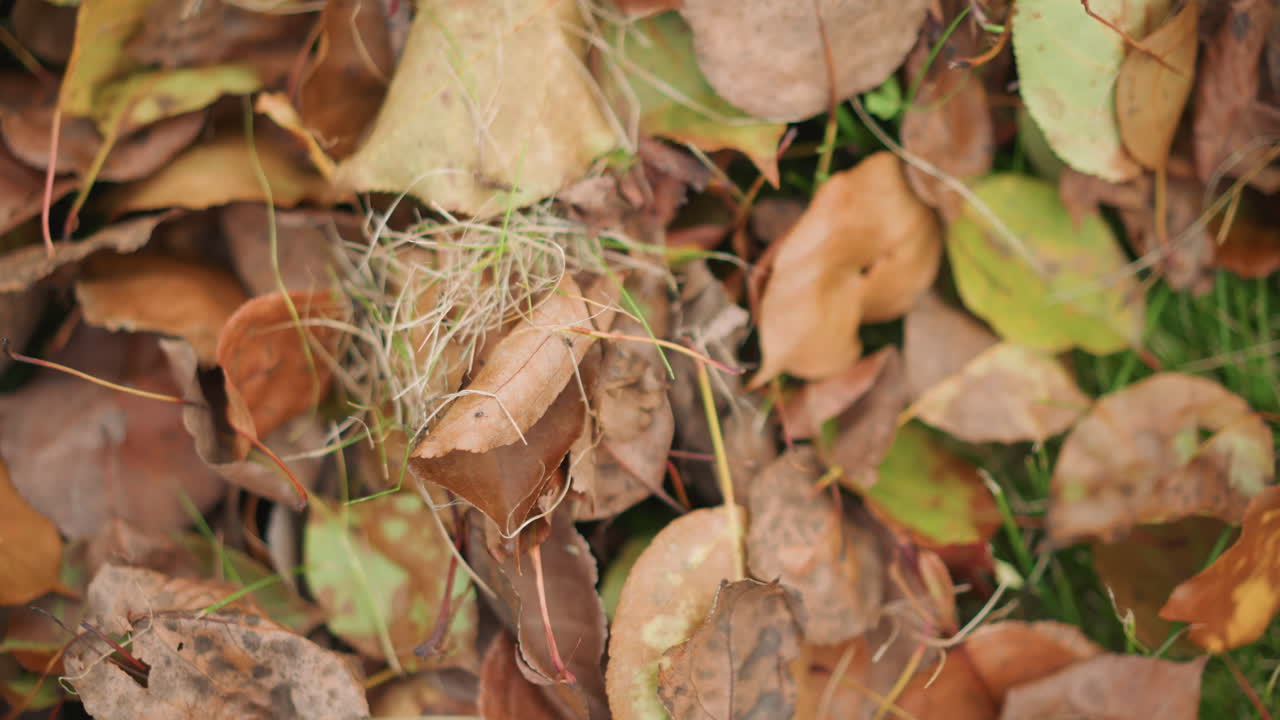 Primo piano di foglie cadute con un nido. Delicate fibre d'erba sono tessute in un piccolo nido a terra tra foglie marroni e verdi. La texture del terreno è umida, creando un'atmosfera autunnale rustica, uno studio intimo e silenzioso della natura sul terreno del giardino.