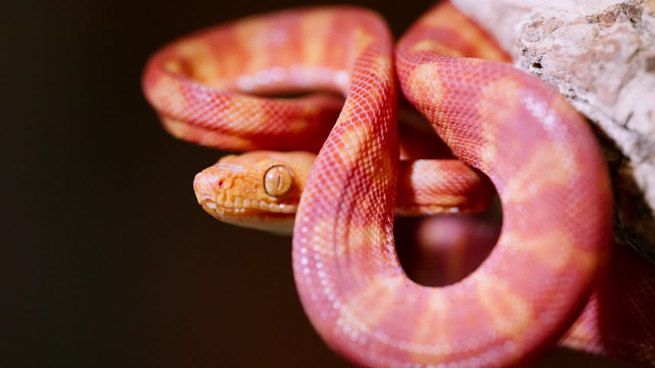 A vibrant orange and pink snake slowly coils around its environment in a calm, smooth motion