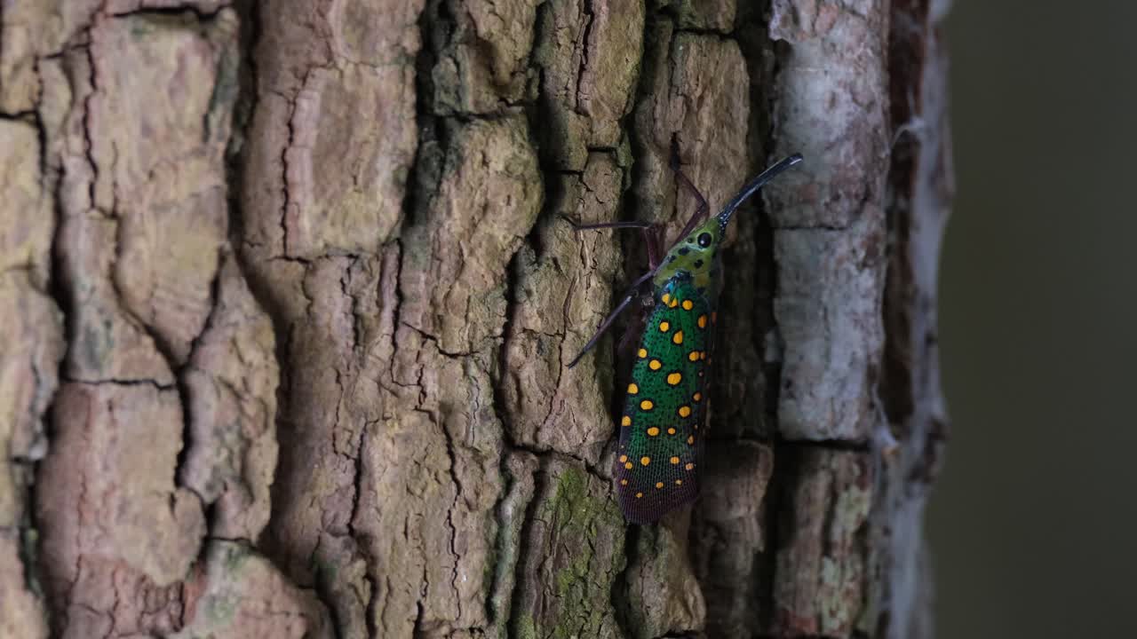 captura más cercana mientras se mueve en una corteza áspera del árbol, saiva gemmata linterna bug, tailandia