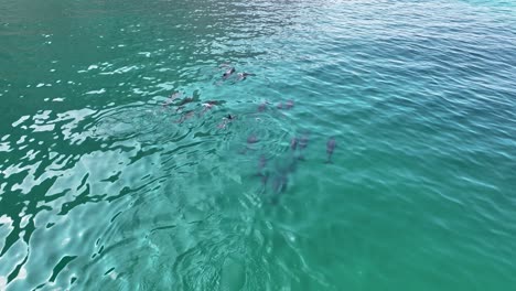 Toma-Aérea-De-Una-Pequeña-Manada-De-Delfines-En-La-Costa-De-La-Isla-De-Socotra,-Yemen