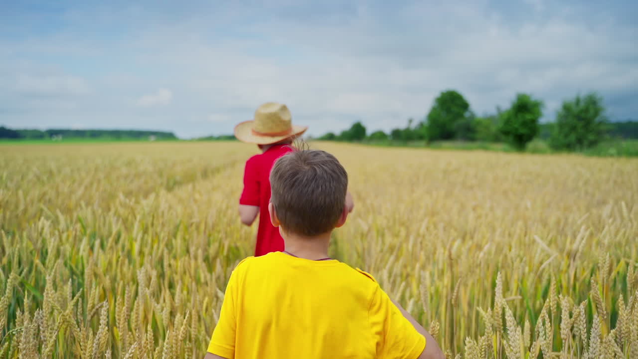 Children playing in wheat field. Brothers running cross the wheat field