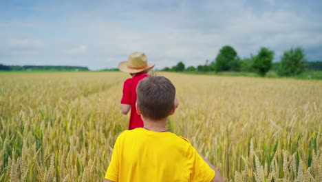 children playing in wheat field. brothers running cross the wheat field