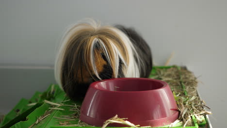conejillo de indias de pelo largo que huele a comida en un recipiente de plástico rojo