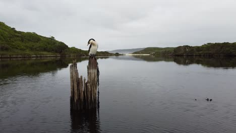 Wildtiere-In-Torbay-Inlet,-Einem-Geheimen-Ort-Im-Süden-Von-Westaustralien