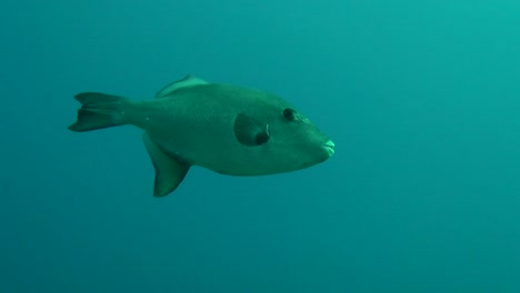 Ozean-Drückerfisch-Schwimmt-Auf