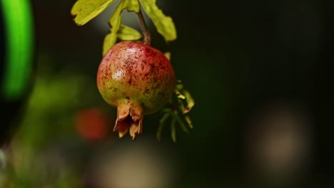 pomegranate tree, fruit appears as round, reddish orb hanging from branch