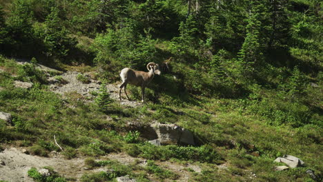 Solitary-Bighorn-Sheep-very-alert-on-mountainside