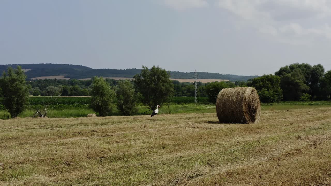 Kırsal Bulgaristan manzarasında, göçmen leylekler altın saman balyaları arasında yiyecek arıyor.