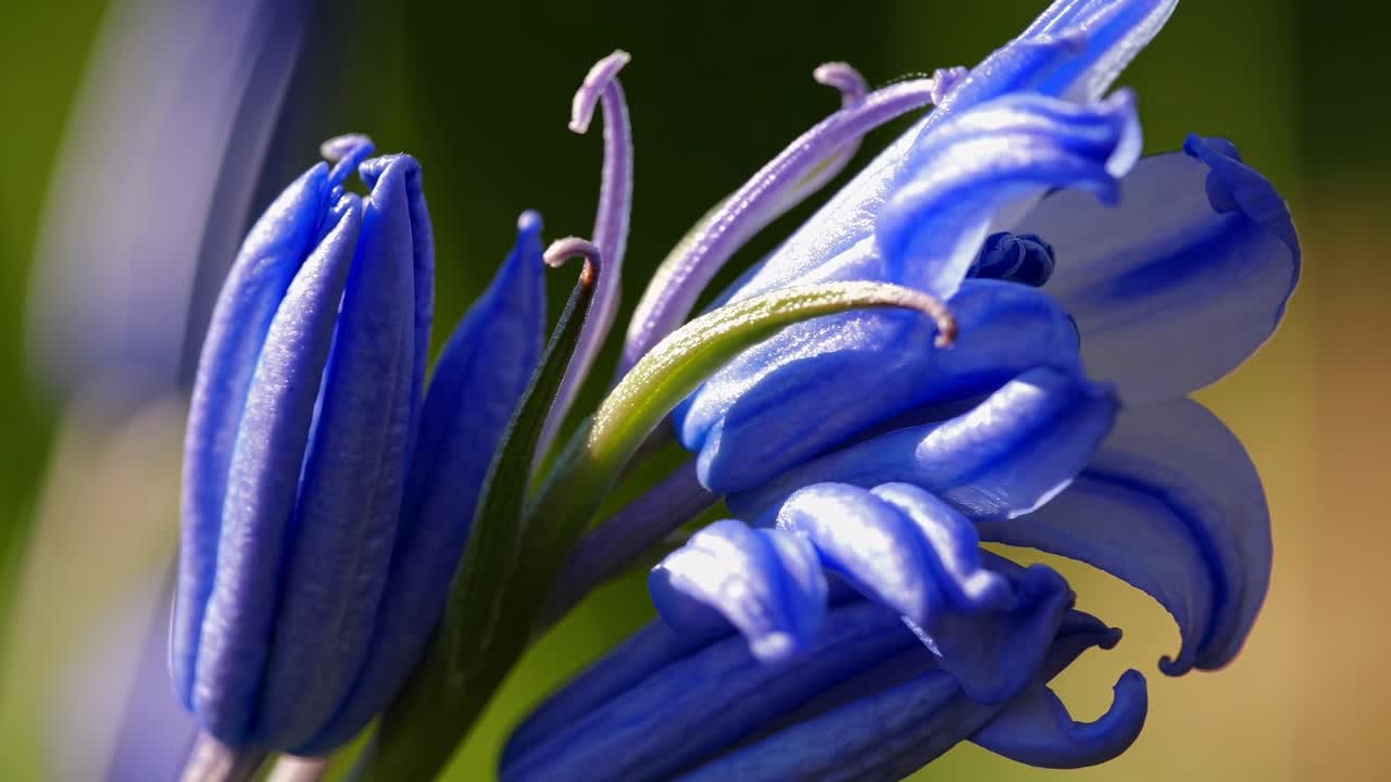 Close-up video shot of blue flowers in bloom, captured from a side angle