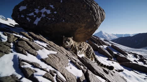 snow leopard on mountain