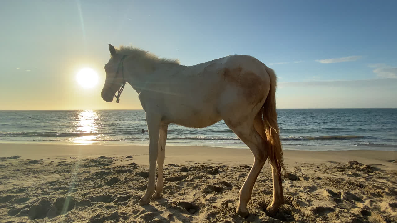 Beautiful and amazing shot of a white horse by the sea in the middle of an orange sunset in Mancora beach, Perú.