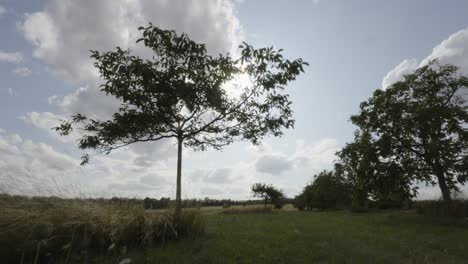 sun rises into sky hidden by clouds, trees shake from the windy beautiful day