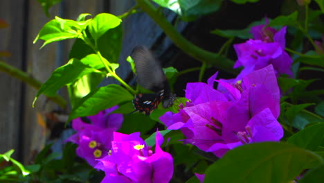 butterfly flying and feeding on nectar in pink flower