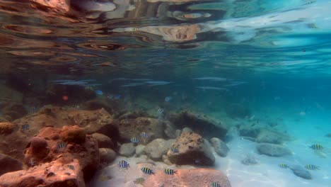 beautiful fish swimming peacefully in the clear ocean on the perhentian islands, malaysia. nature and travel concept.