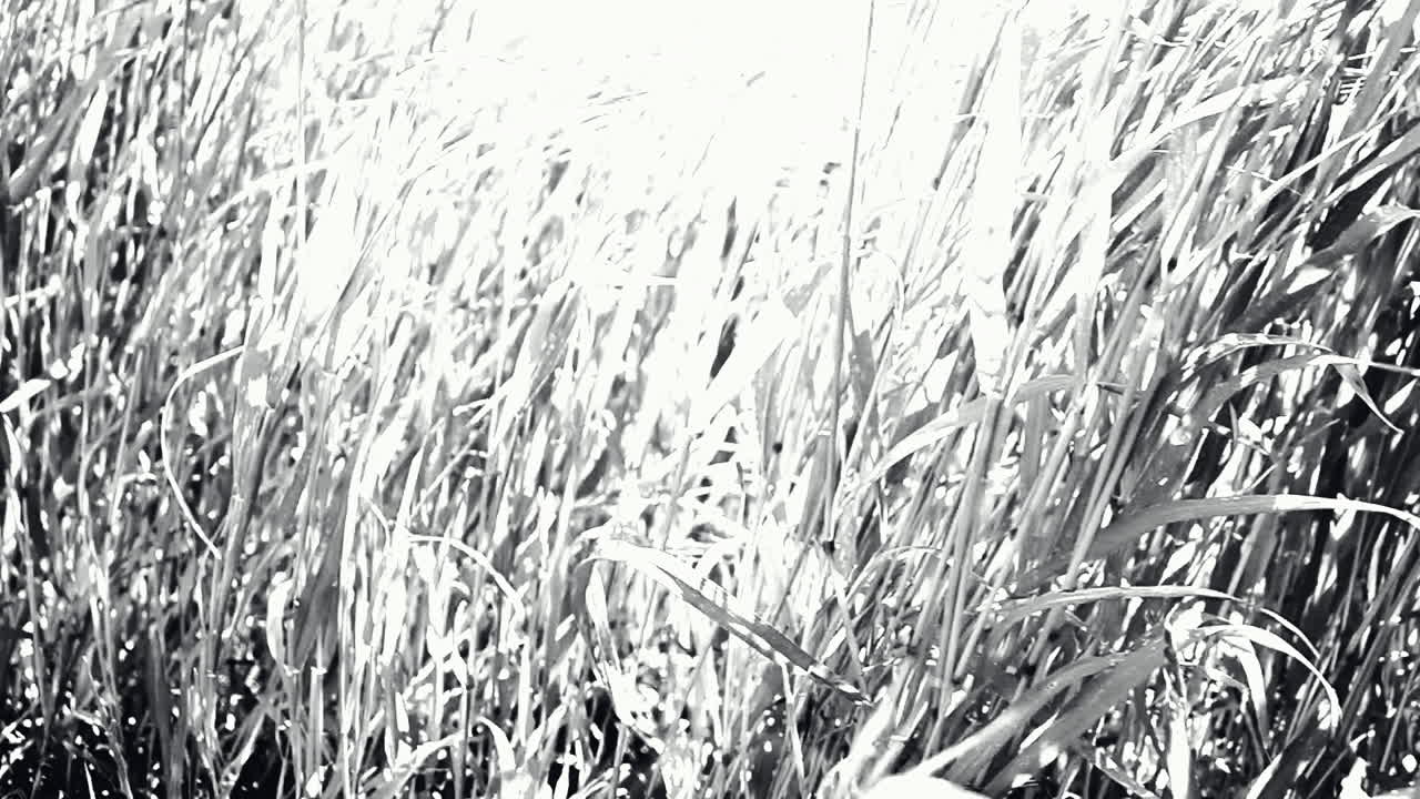 Grass in the field. High grass
