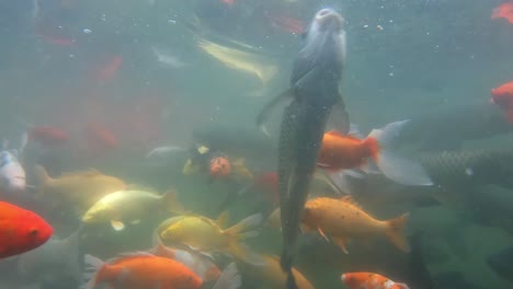 Video-Subacuático-De-Un-Colorido-Pez-Dorado-Rojo-Naranja-Y-Amarillo-Nadando-En-Un-Pequeño-Estanque-De-Lago-Profundo-En-China