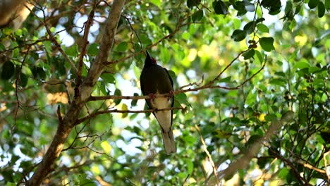 el pájaro se mueve a través de las ramas en un denso bosque