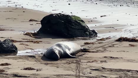 handheld telephoto close-up shot of an elephant seal galumphing on the beach at piedras blancas rookery in california. 4k