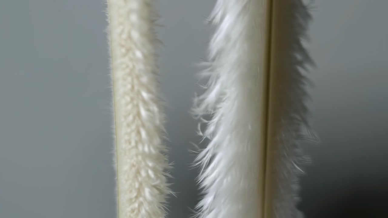Vista em grande plano de dois amentilhos de plantas felpudos com foco variável, revelando contraste entre espiga eriçada creme e espiga branca plumosa contra um fundo suave e desfocado.