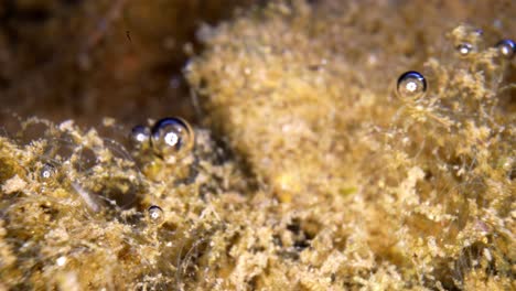 macro tiro móvil submarino de musgo de turba de esfagno amarillento con burbujas de aire adjuntas