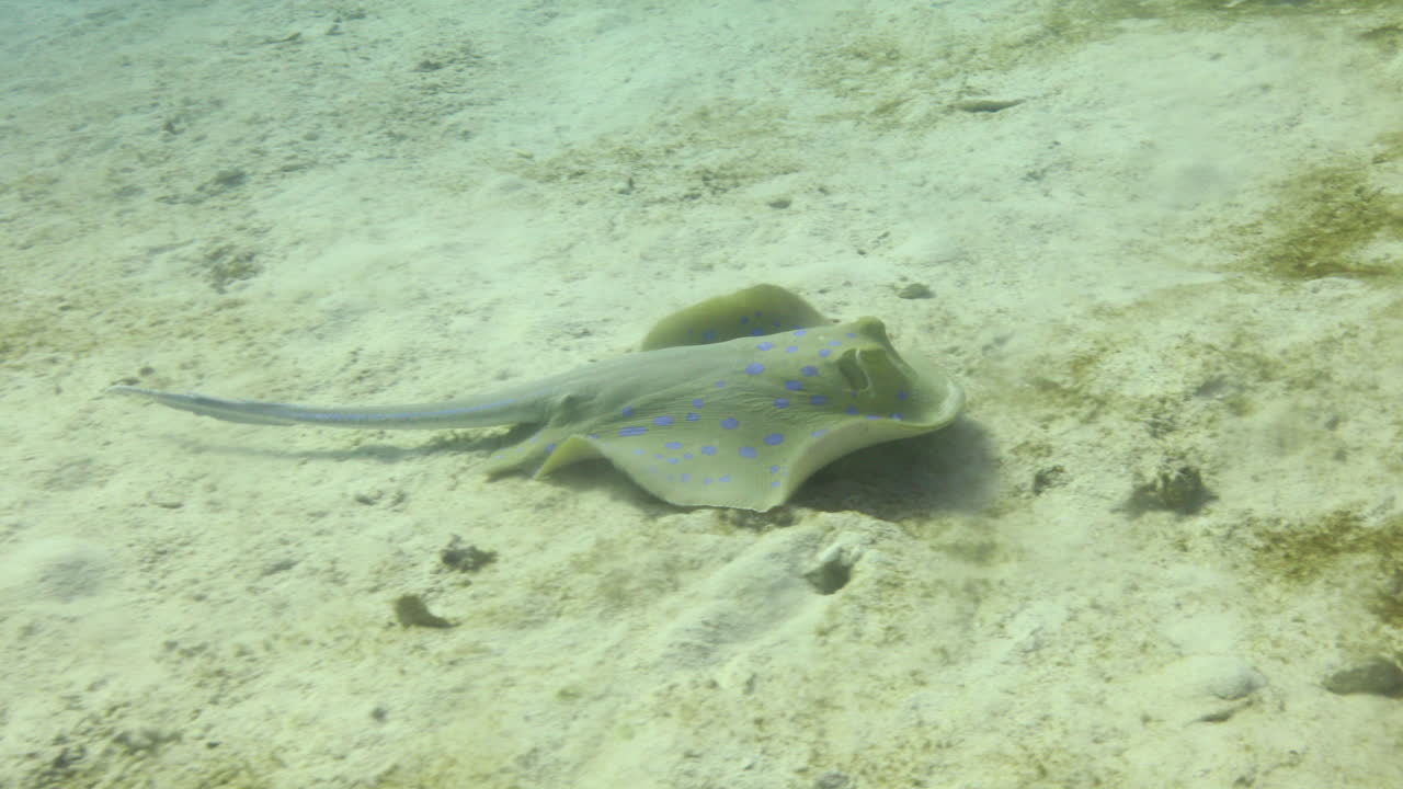 raya azul en el mar rojo al lado del arrecife de coral