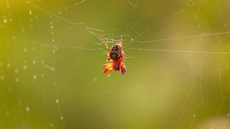 gotas de lluvia en la telaraña, telarañas en pequeñas gotas de lluvia.