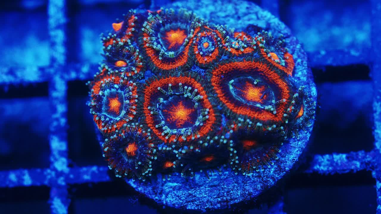 Macro shot of Micromussa acanthastrea coral under actinic lighting, showing blue base with an orange ring, teal polyps, and bright orange centers in reef aquarium